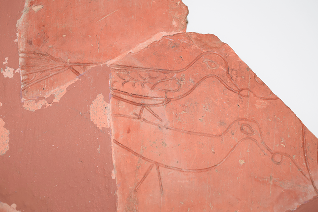 A tile decorated with a peacock design features in Rugby Art Gallery and Museum's latest exhibition, Tripontium: Finds from the Stores.